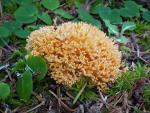 Ramaria gelatiniaurantia - Fungi Species | sokos jishebi | სოკოს ჯიშები