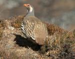 Himalayan Snowcock - Bird Species | Frinvelis jishebi | ფრინველის ჯიშები