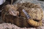 TIGER RATTLESNAKE  Crotalus tigris - Snake Species | Gveli | გველი