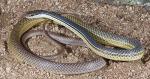 SONORAN WHIPSNAKE  Coluber bilineatus - Snake Species | Gveli | გველი