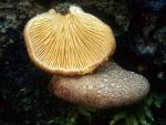 Crepidotus crocophyllus - fungi species list A Z