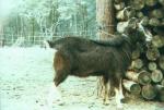 Thuringian Goat | Goat | Goat Breeds