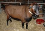 Brown Shorthair Goat - Goats Breeds | txis jishebi | თხის ჯიშები