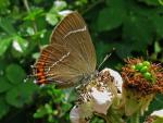 White-letter Hairstreak | Butterfly species