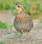 Northern Bobwhite - Bird Species | Frinvelis jishebi | ფრინველის ჯიშები