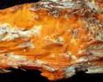 Ceriporia spissa  - fungi species list A Z