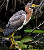 Tricolored Heron - Bird Species | Frinvelis jishebi | ფრინველის ჯიშები