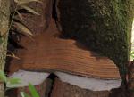 Ganoderma brownii  - Fungi Species | sokos jishebi | სოკოს ჯიშები