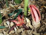 Clathrus archeri - fungi species list A Z