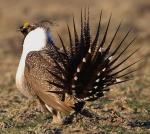 Greater Sage-Grouse - Bird Species | Frinvelis jishebi | ფრინველის ჯიშები