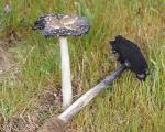 Coprinus calyptratus - fungi species list A Z