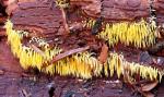 Mucronella flava - Fungi Species