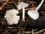 Marasmius calhouniae - Fungi Species | sokos jishebi | სოკოს ჯიშები