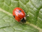 2-spotted ladybird - Ladybird species | CHIAMAIAS JISHEBI | ჭიამაიას ჯიშები