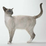 Snowshoe  | Cat | Cat Breeds
