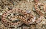  SPOTTED LEAF-NOSED SNAKE  <br />   Phyllorhynchus decurtatus - Snake Species | Gveli | გველი