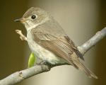 Asian Brown Flycatcher - Bird Species | Frinvelis jishebi | ფრინველის ჯიშები