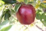 Super Chief Spur Red Delicious - Apple Varieties list a - z  