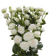 White Lady