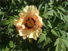 Angelet -                                                                                                                 Peonies Varieties | PIONI | პიონი