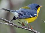 Tropical Parula - Bird Species | Frinvelis jishebi | ფრინველის ჯიშები