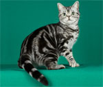 American Shorthair | Cat | Cat Breeds