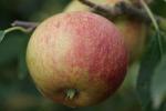 Laxton's Superb - Apple Varieties list a - z  