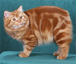 Cymric | Cat | Cat Breeds