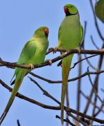 Rose-ringed Parakeet - Bird Species | Frinvelis jishebi | ფრინველის ჯიშები