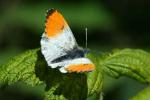 Orange Tip | Butterfly species