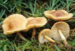 Fairy Ring Mushroom: Marasmius oreades - Fungi Species