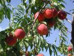 Harrow Beauty | Peach Species 