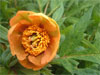 Bodacious Orange