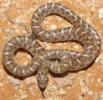Arizona elegans elegans - Kansas Glossy Snake - Snake Species | Gveli | გველი