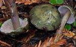 Phaeocollybia fallax - Fungi Species | sokos jishebi | სოკოს ჯიშები