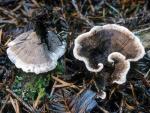Thelephora terrestris - Fungi Species | sokos jishebi | სოკოს ჯიშები
