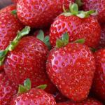 Monterey | Strawberry Species 