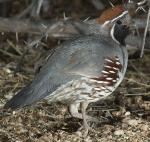 Gambel's Quail - Bird Species | Frinvelis jishebi | ფრინველის ჯიშები