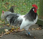 Lakenvelder - chicken Breeds | ქათმის ჯიშები | qatmis jishebi