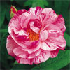 Rosa Mundi 