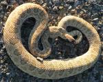 Crotalus oreganus concolor  - Midget Faded Rattlesnake | Snake Species