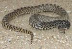 Pituophis catenifer sayi - Bullsnake | გველი | Snake Species