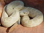 WESTERN RATTLESNAKE <br />  Crotalus oreganus - Snake Species | Gveli | გველი