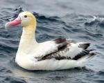 Short-tailed Albatross - Bird Species | Frinvelis jishebi | ფრინველის ჯიშები