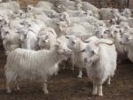 Changthangi Goat - Goats Breeds | txis jishebi | თხის ჯიშები
