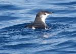 Xantus's Murrelet - Bird Species | Frinvelis jishebi | ფრინველის ჯიშები