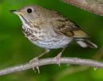 Gray-cheeked Thrush - Bird Species | Frinvelis jishebi | ფრინველის ჯიშები