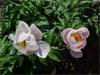 Age of Victoria -                                                                                                                 Peonies Varieties | PIONI | პიონი
