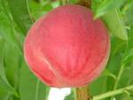 Klondike White | Peach Species 