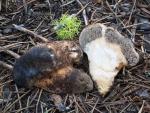 Brauniellua albipes - fungi species list A Z